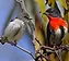 scarlet honeyeater_small