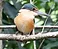 Mistletoebird small