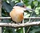 Mistletoebird small