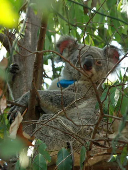 koala