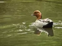 How to Catch a Duck
