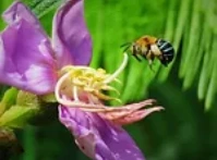 Pollinators and Flowers GuidedWalk
