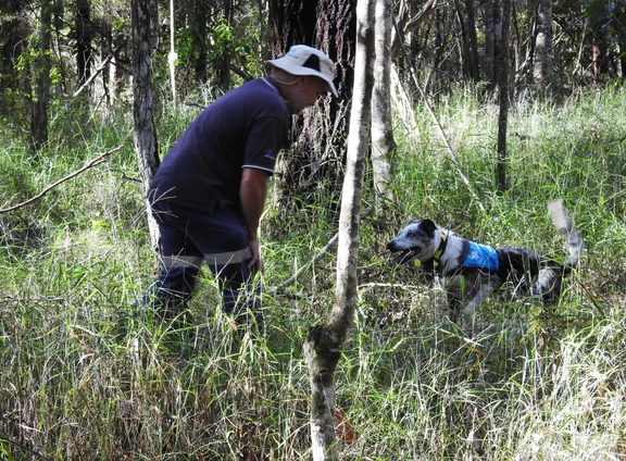 Bear, the koala tracking dog, at work.