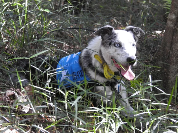 Bear, the koala tracing dog.