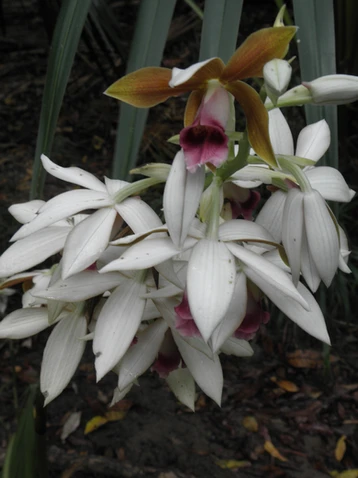 Phaius australis (Swamp Orchid) formerly Phaius tankervilleae