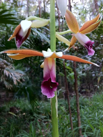 Phaius australis (Swamp Orchid) formerly Phaius tankervilleae