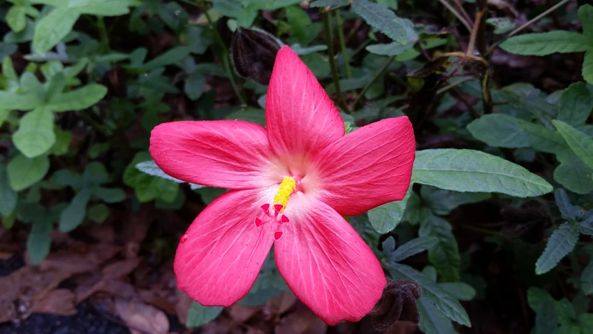 Abelmoschus moschatus (Muskmallow)