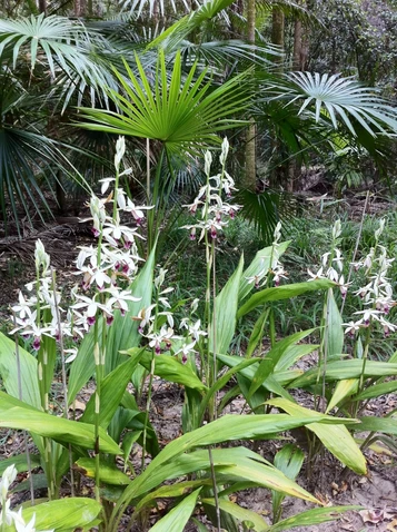 Phaius australis (Swamp Orchid) formerly Phaius tankervilleae