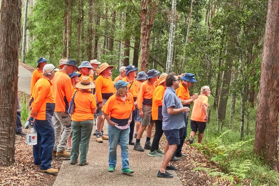 A koala draws a crowd (Feb 2019)