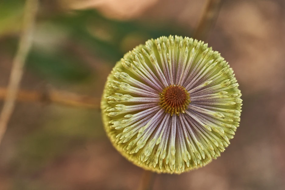 Banksia oblongifolia (Dwarf Banksia)