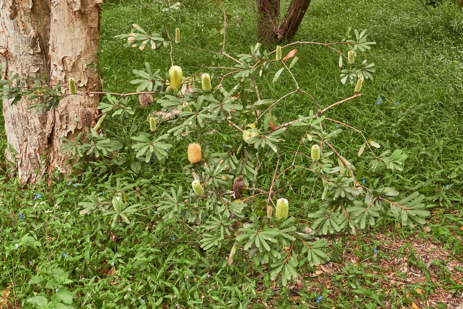 Banksia oblongifolia (Dwarf Banksia)