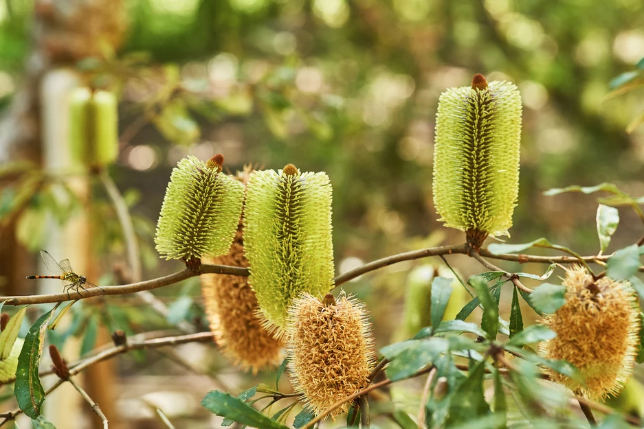 Banksia oblongifolia (Dwarf Banksia)