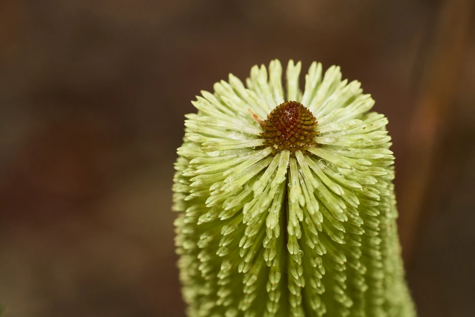 Banksia oblongifolia (Dwarf Banksia)