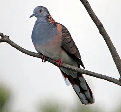Bar-shouldered Dove 
