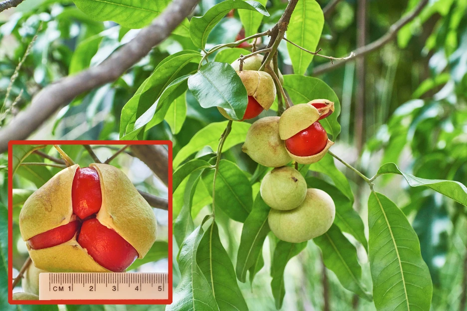 Diploglottis campbellii (Small-leaved Tamarind)