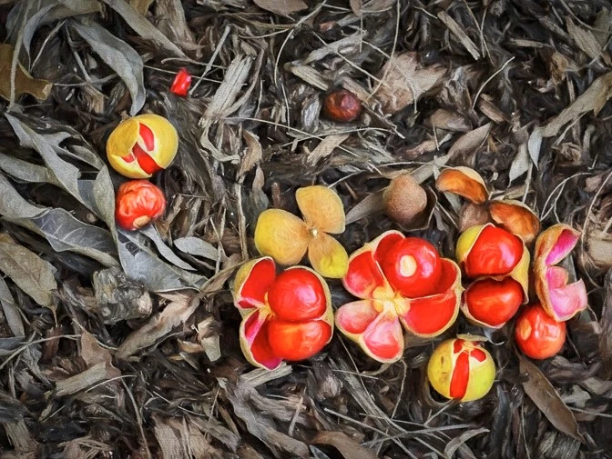 Diploglottis campbellii (Small-leaved Tamarind)