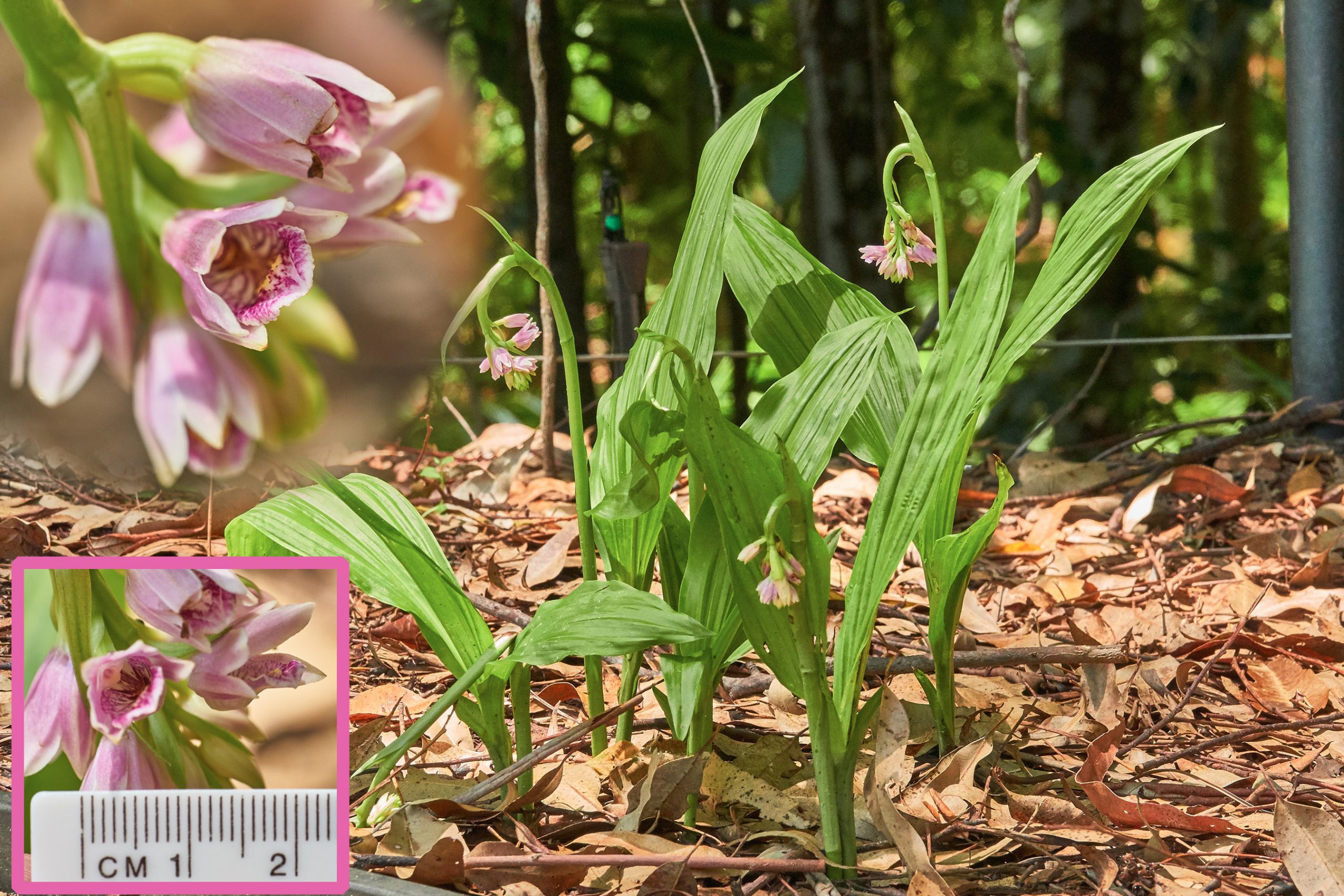 Geodorum densiflorum (Pink Nodding Orchid)