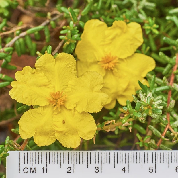 Hibbertia Vestita (Hairy Guinea Bush)