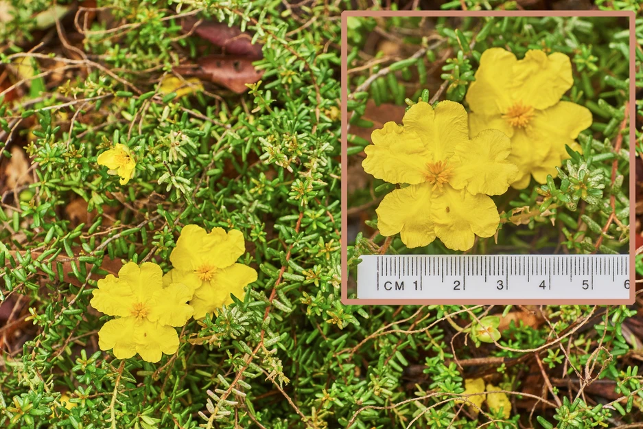 Hibbertia Vestita (Hairy Guinea Bush)