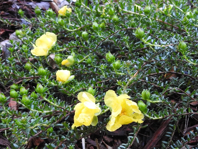 Hibbertia Vestita (Hairy Guinea Bush)