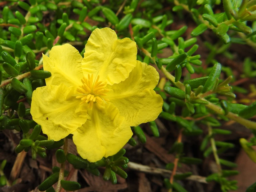 Hibbertia Vestita (Hairy Guinea Bush)