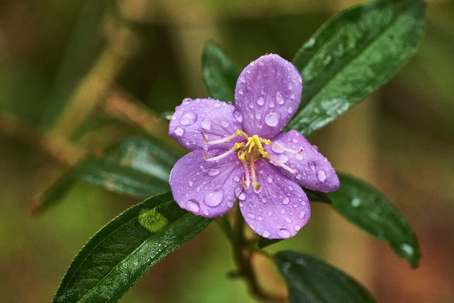 Melastoma malabathricum (Blue Tongue; Native Lassiandra)