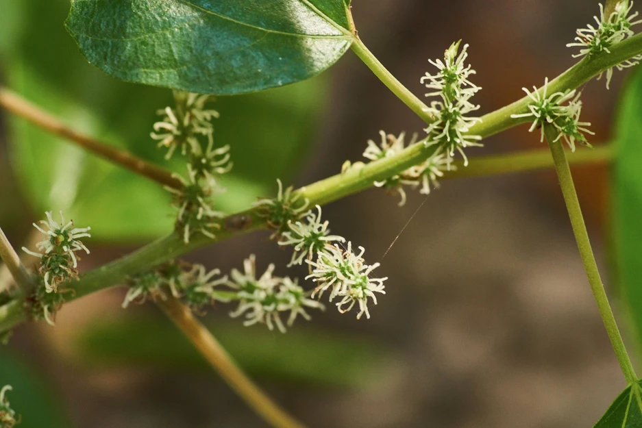 Pipturus argenteus (Native Mulberry; White Nettle)