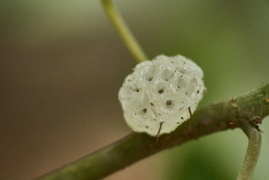 Pipturus argenteus (Native Mulberry; White Nettle)