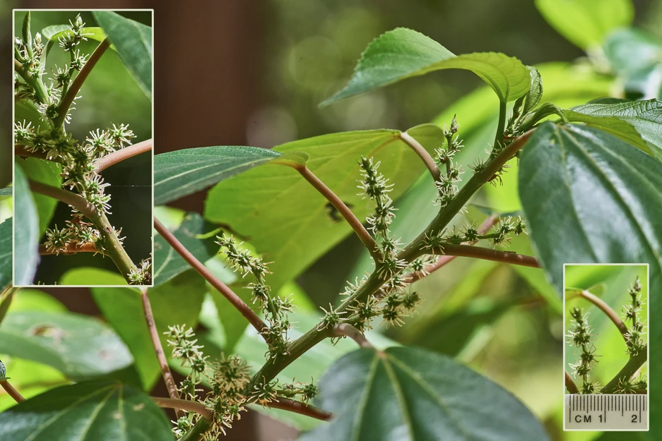 Pipturus argenteus (Native Mulberry; White Nettle)