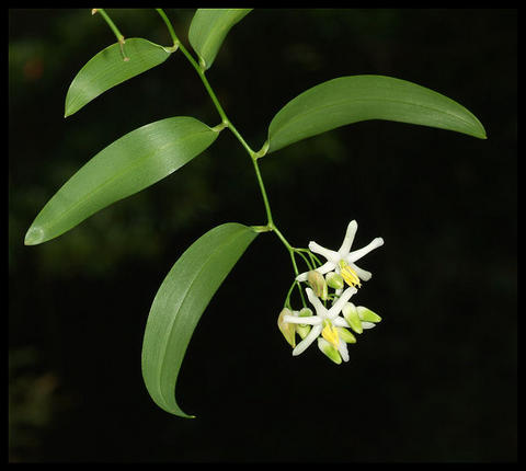 Geitonoplesium cymosum (Scrambling lily)