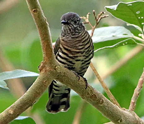 Shining-bronze Cuckoo