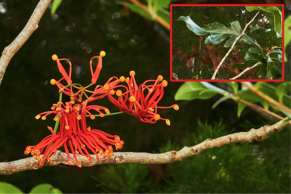 Stenocarpus sinuatus (Wheel of Fire)