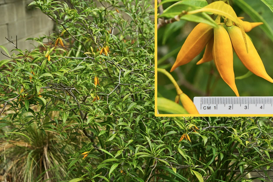 Tabernaemontana pandacaqui (Banana Bush)