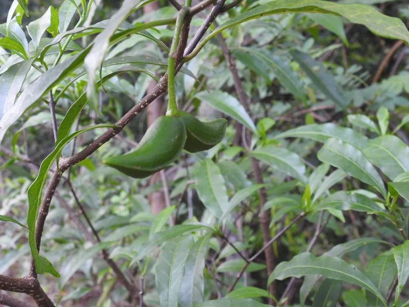 Tabernaemontana pandacaqui (Banana Bush)