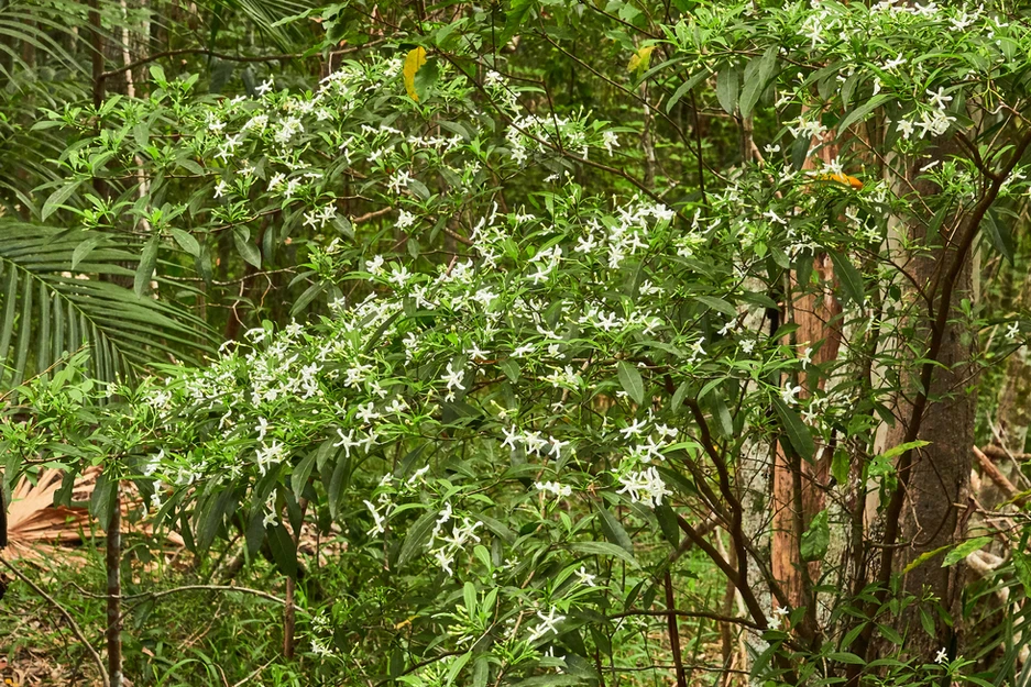 Tabernaemontana pandacaqui (Banana Bush)