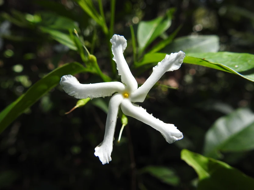 Tabernaemontana pandacaqui (Banana Bush)