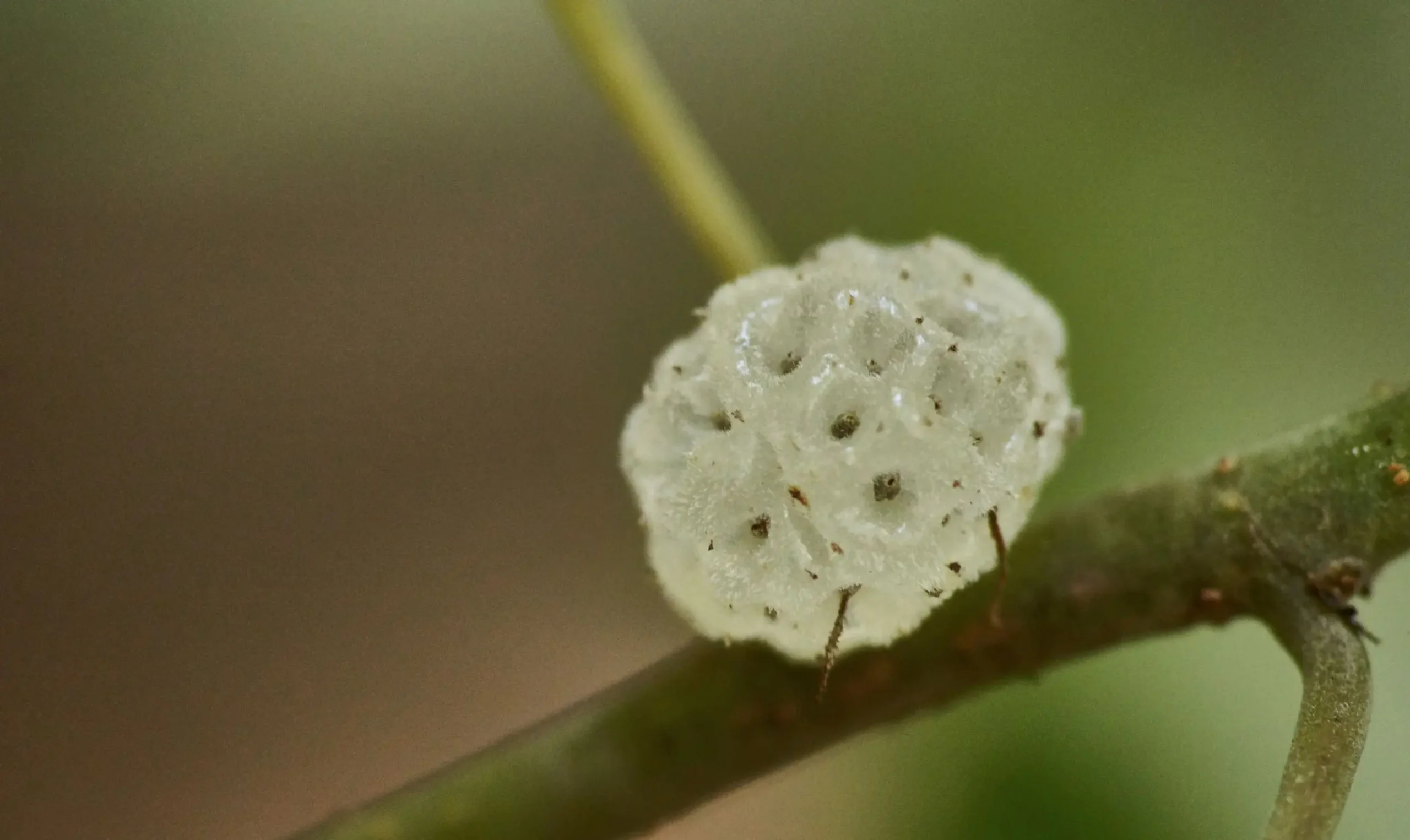 Pipturus argenteus (Native Mulberry, White Nettle)