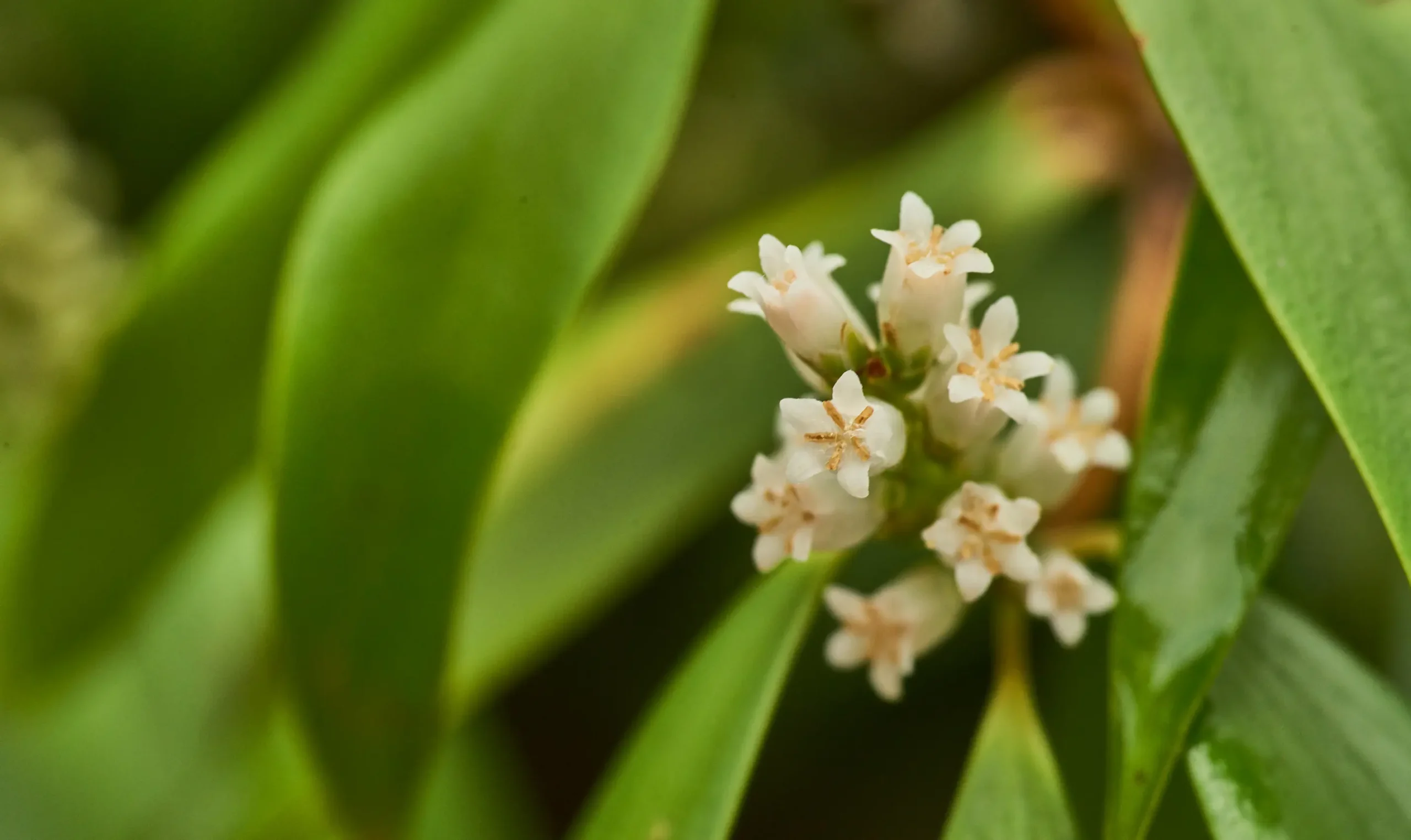 Trochocarpa laurina (Tree Heath; Waddy Wood)