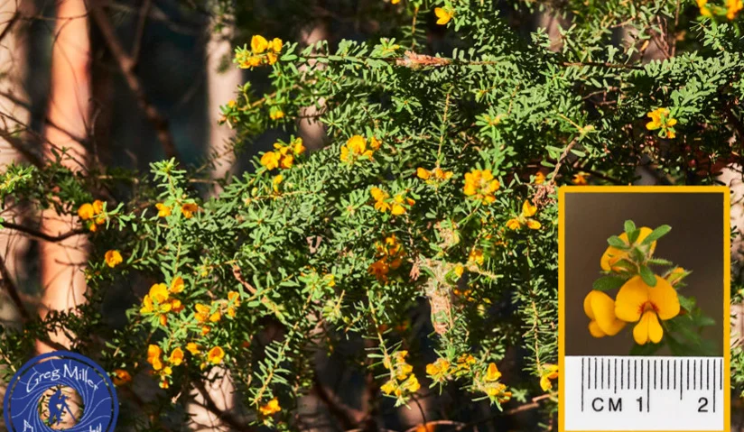 Pultenaea villosa (Hairy Pea Bush)