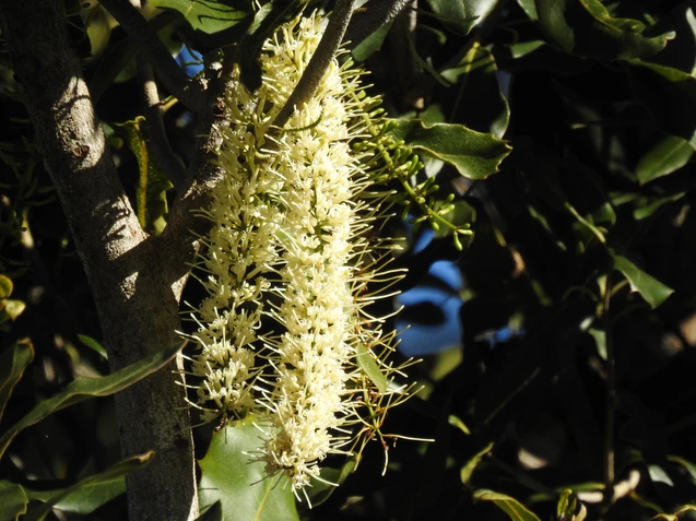 Macadamia integrifolia (Macadamia Nut Tree, Queensland Nut Tree)