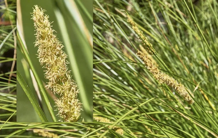 Carex appressa (Tall Sedge)