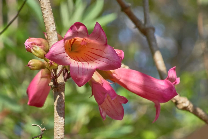 Tecomanthe hillii (Fraser Island Creeper)