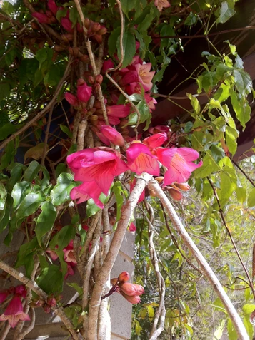 Tecomanthe hillii (Fraser Island Creeper)