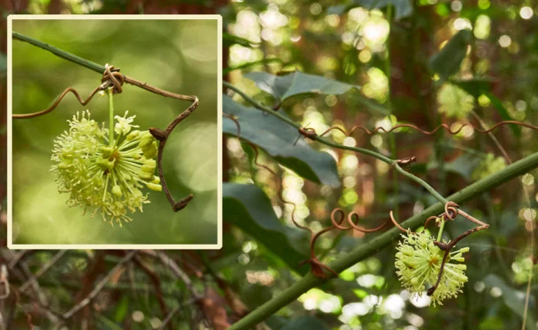 Smilax australis (Barbed-wire Vine)