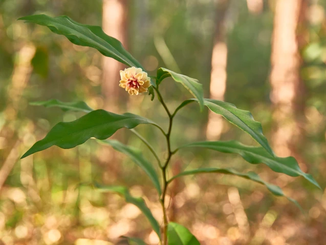 Eupomatia bennettii (Small Bolwarra)