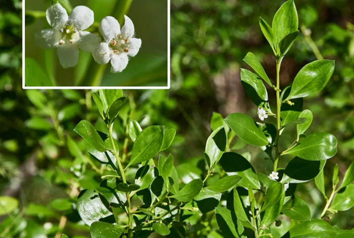 Myoporum boninense (Mangraove Boobialla)