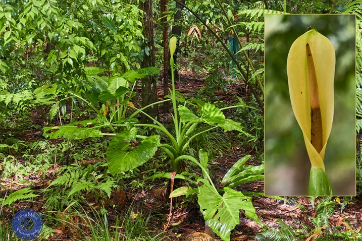 Alocasia brisbanensis