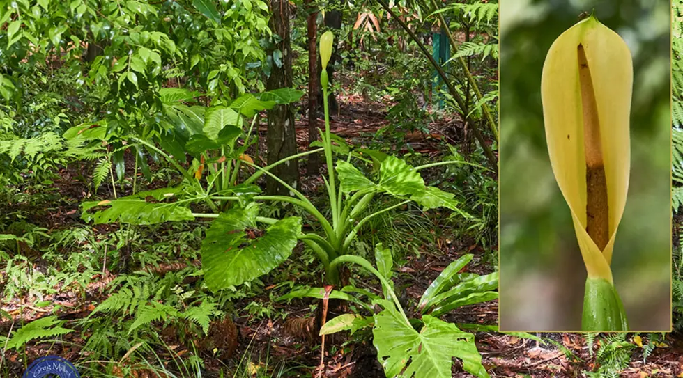 Alocasia brisbanenesis (Cunjevoi)