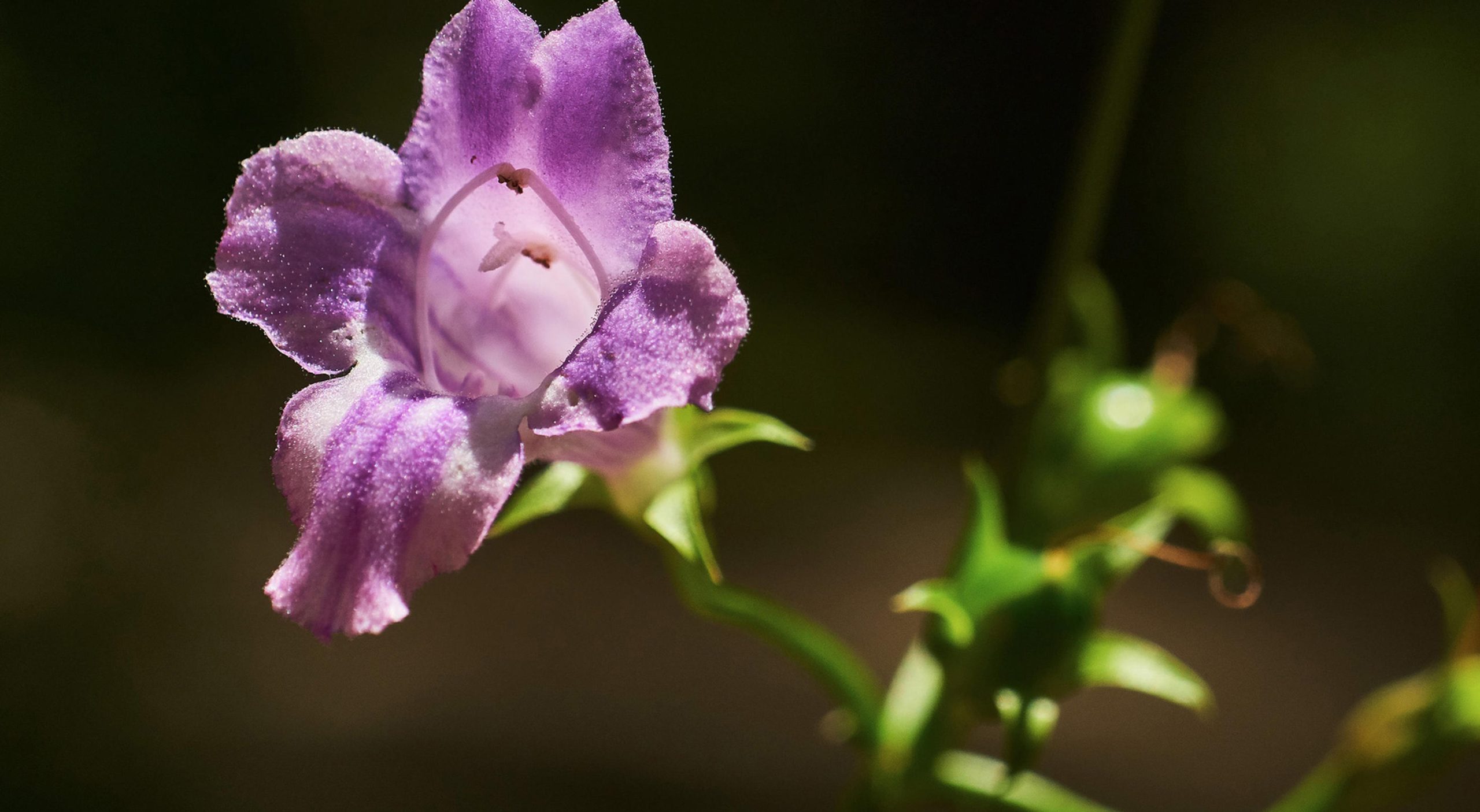 Artanema fimbriatum (Koala Bells)