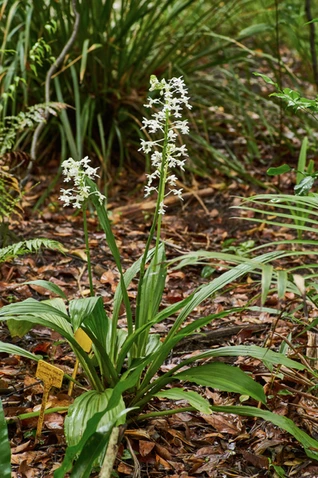 Christmas orchid